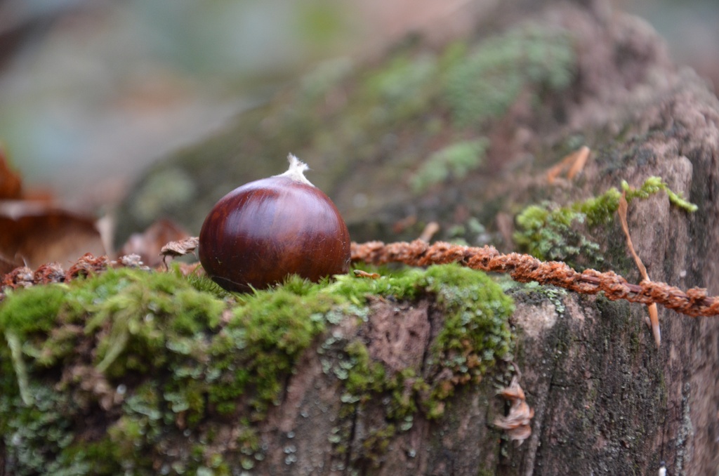 2016-12 France/Rumilly/DSC_0043.JPG